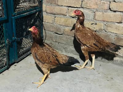 aseel female   egg or kuruk ki grenty