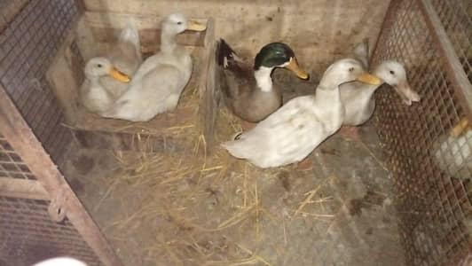 Ducks & Rabbits for sale
