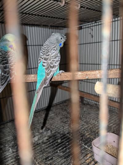 black face hogo breed female split black wing