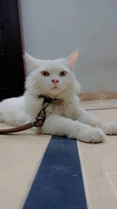 Persian cat