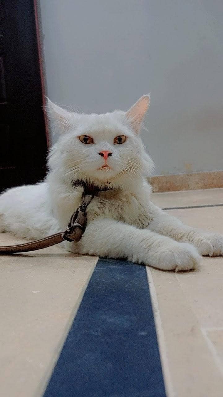 Persian cat 0