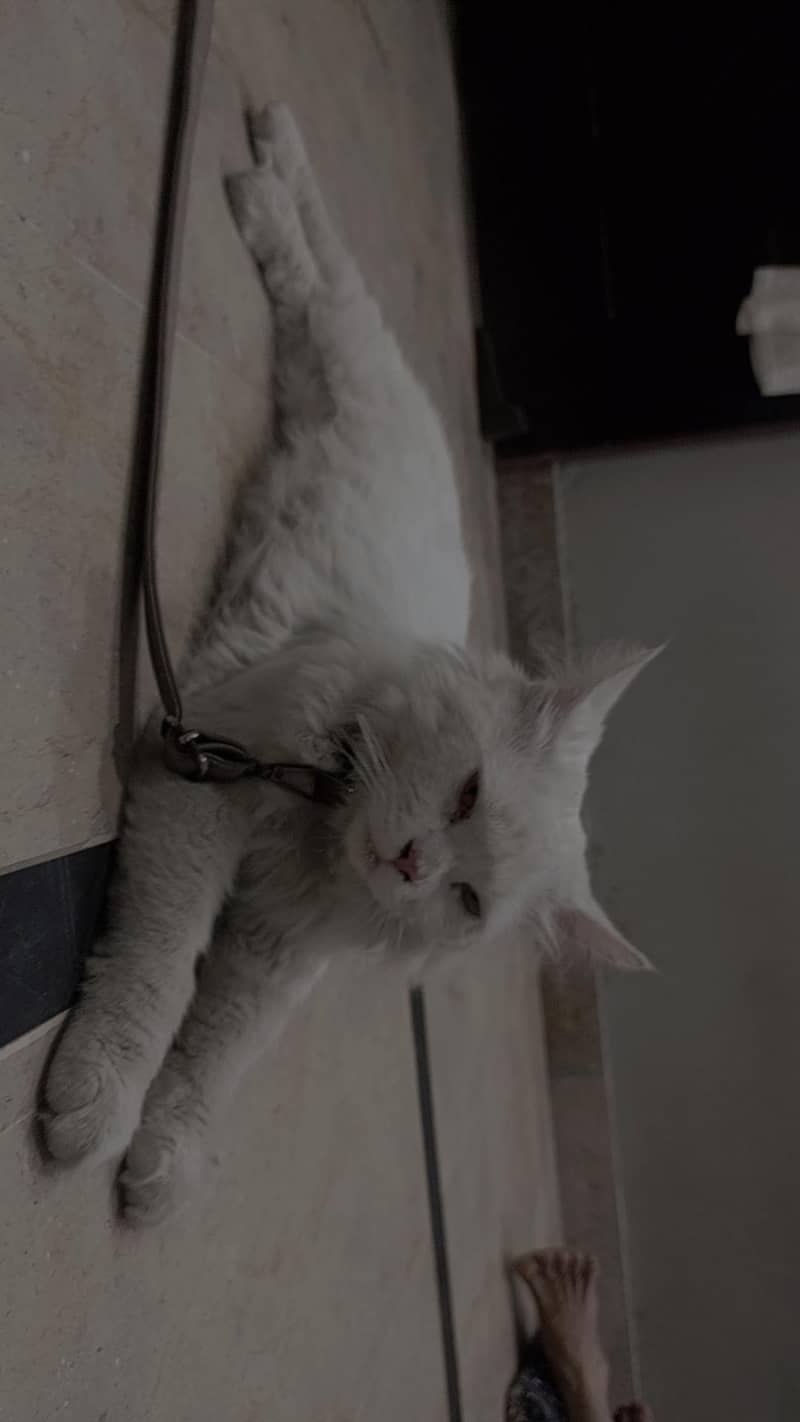 Persian cat 1