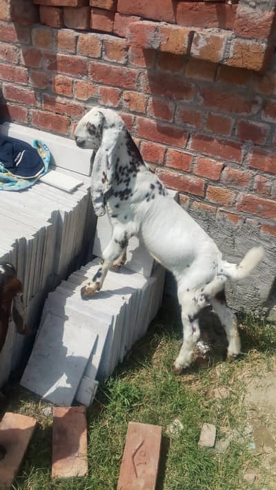 pure rajanpuri bakra