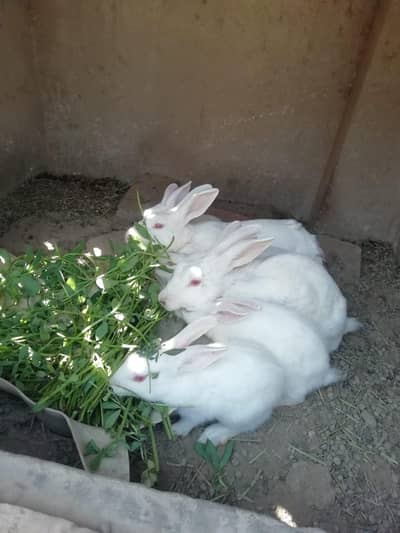 Rabbits