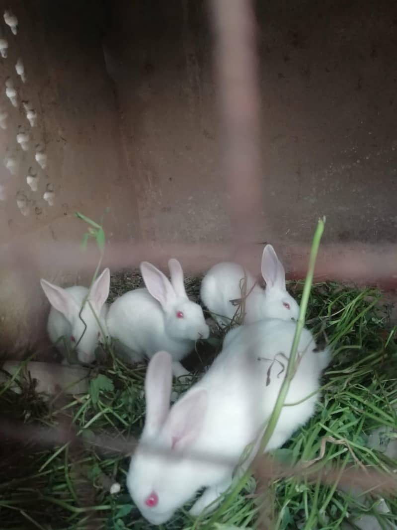 Rabbits 1