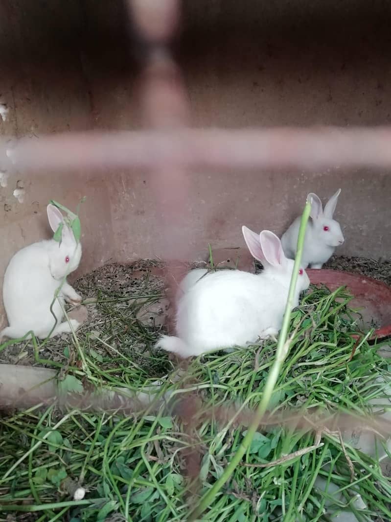 Rabbits 2