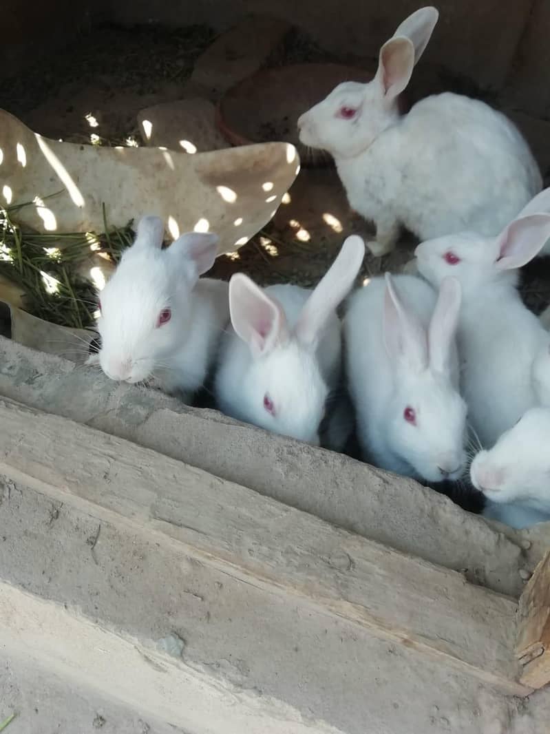 Rabbits 3