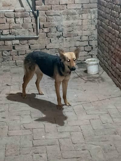 Alsatian female for sale