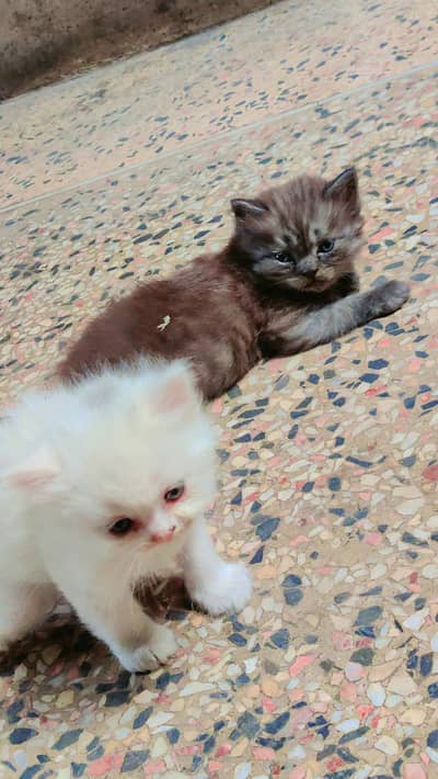 Persian kittens for sale