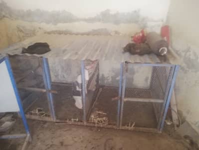 Hen cage