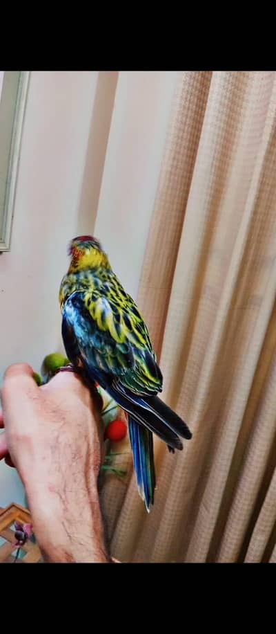 Rosella/cockatiel/ budgie/Sun conure handtame