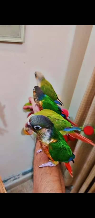 Rosella/cockatiel/ budgie/ sun Conure handtame