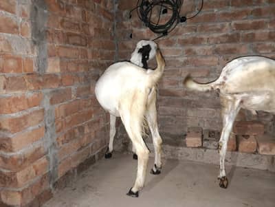 Qurbani wala Bakra