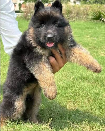 German shepherd puppies for sale healthy 0326=65=49=136