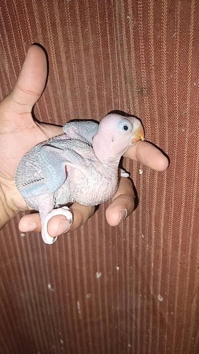 Raw parrort/Tota/parrots Price Kam Jo Jaya gi Read Add