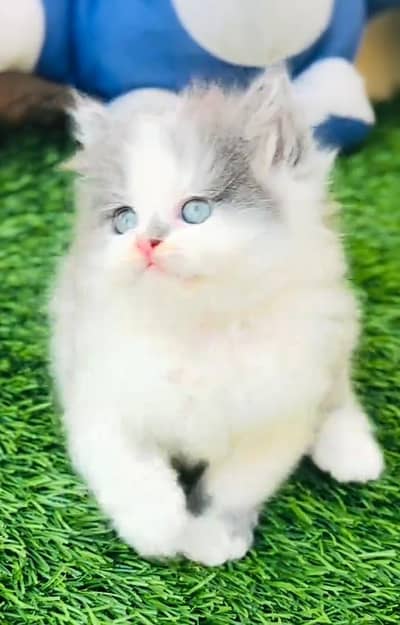 Persian cat triple cod for sale,my WhatsApp 03464644037