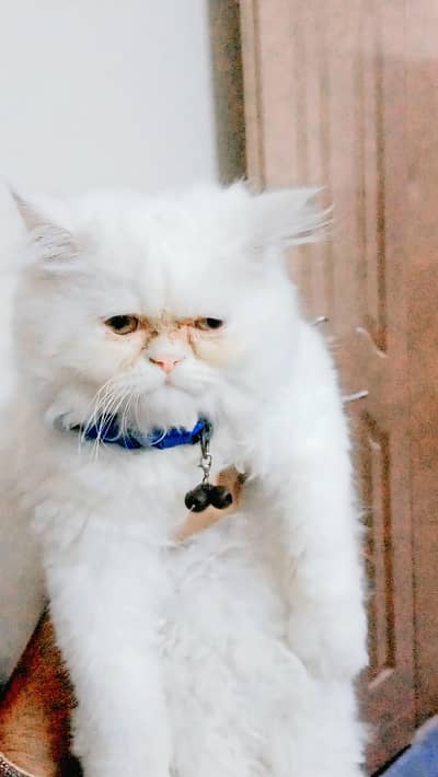 Persian cat