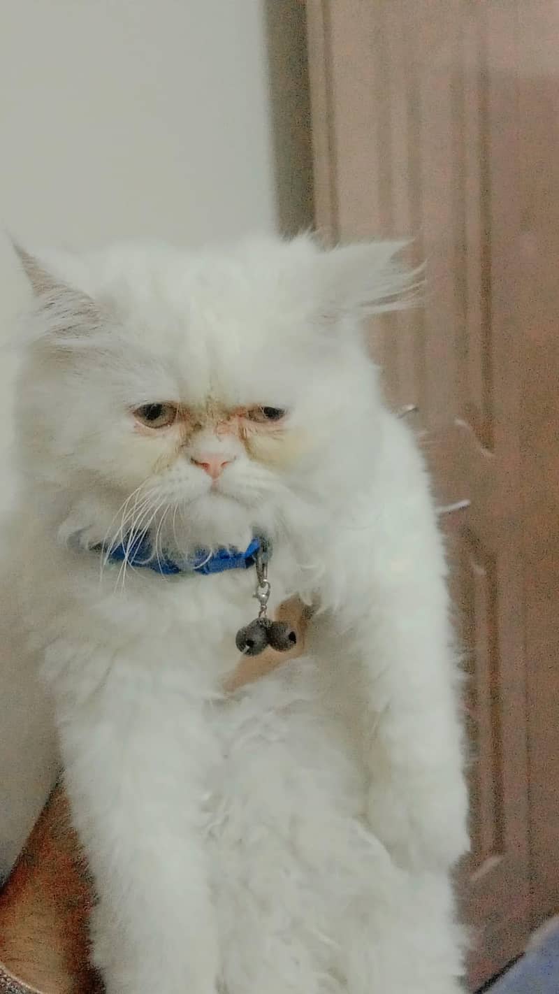 Persian cat 1