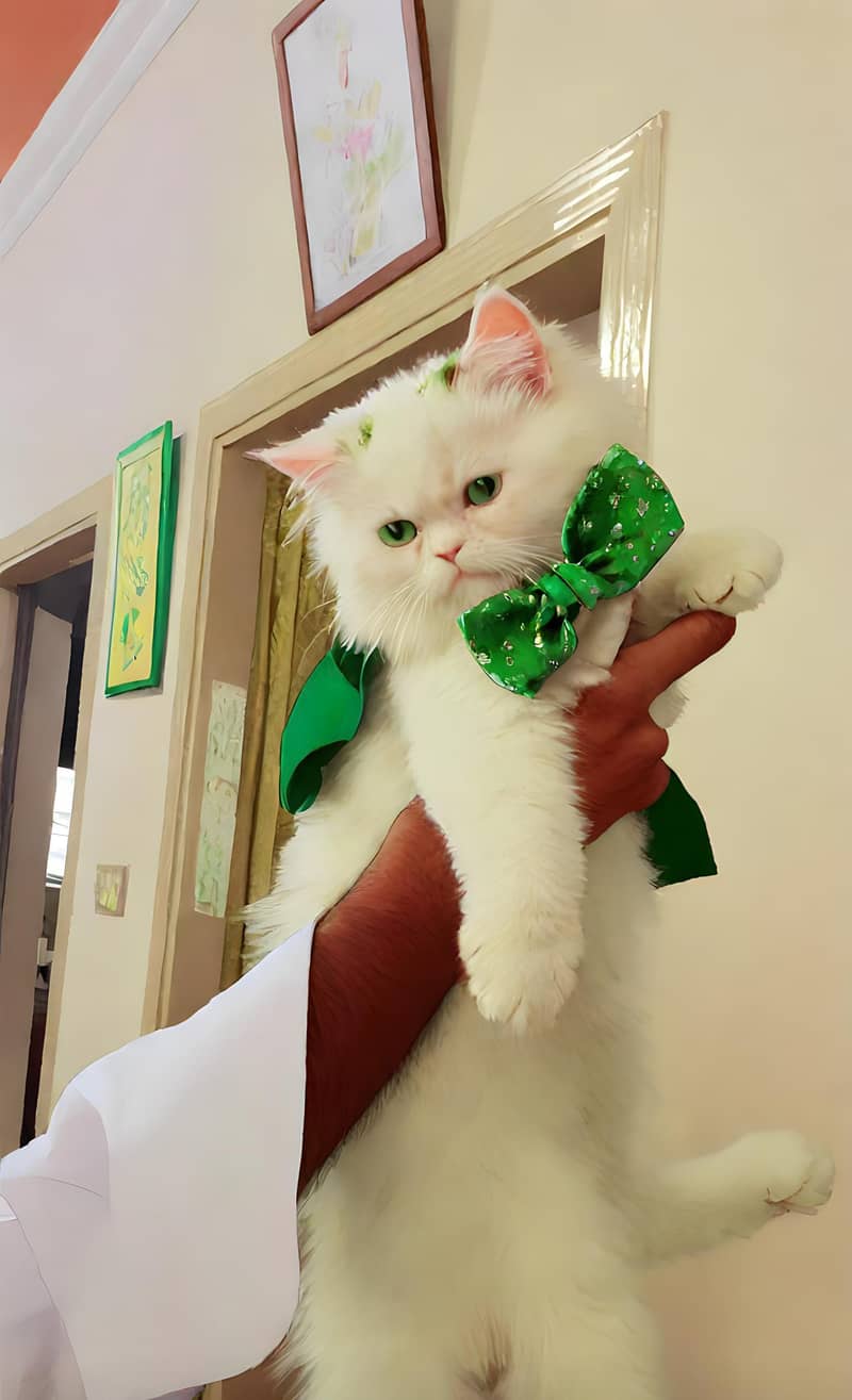 Persian cat 2