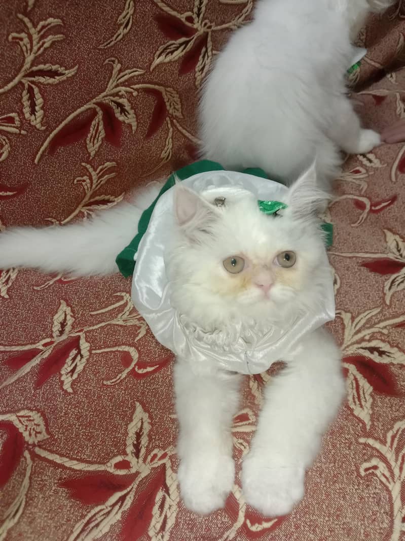 Persian cat 3