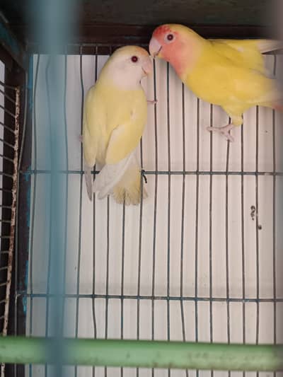 Lutino