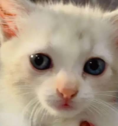 Persian Cat Sale karachi