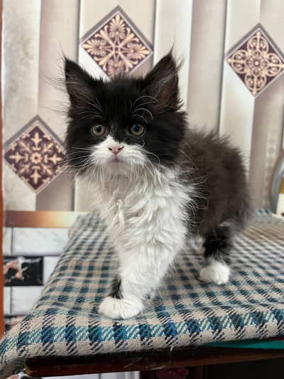 Persian kitten