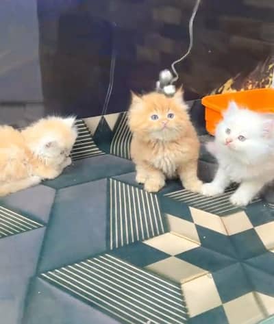 Persian cat triple cod for sale,my WhatsApp 03464644037