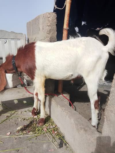 andu Bakra for sale  fresh 2 dant