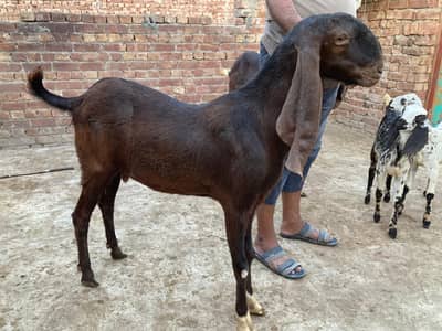 Heavy weight Goat for sale in jaranwala city 0309 2000648