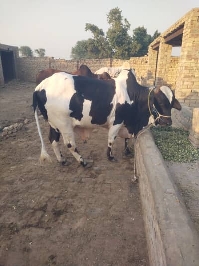 Bachda katta For sale