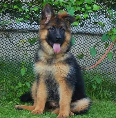 German shepherd puppies for sale healthy 0326=65=49=136