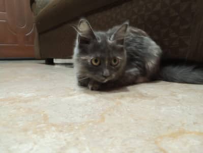 Persian female