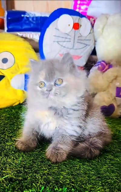 Persian cat triple cod for sale,my WhatsApp 03464644037