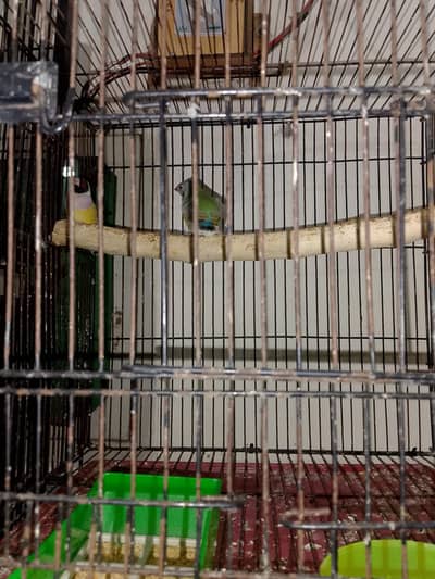 parrots for sale