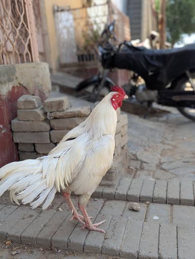 Heera male aseel hen murga