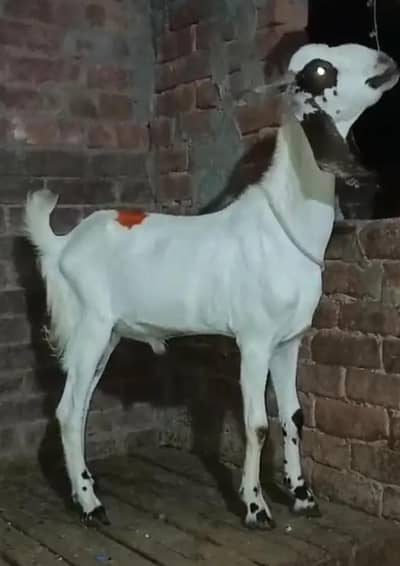 qurbani ke liye bakra  for sale Whatsapp number 03291198929