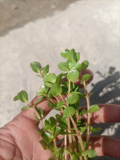 Aquatic plants