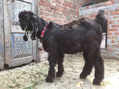 Two male goats desi beetal