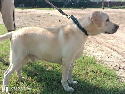 Pure Breed Male Labrador – Healthy & Well Trained