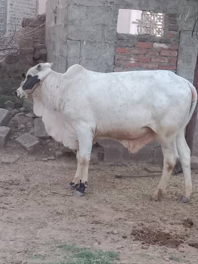حواحش مند حضرات رابطہ کریں پانچھ سے چھ من گوشت