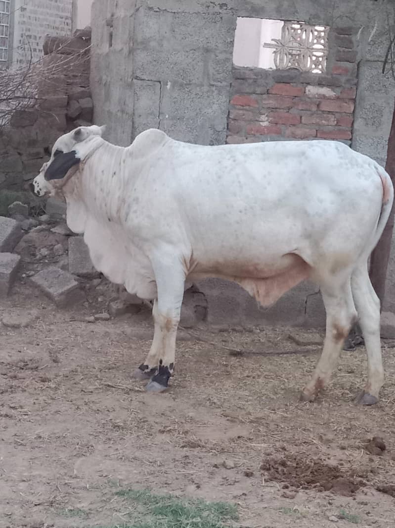 حواحش مند حضرات رابطہ کریں پانچھ سے چھ من گوشت 0