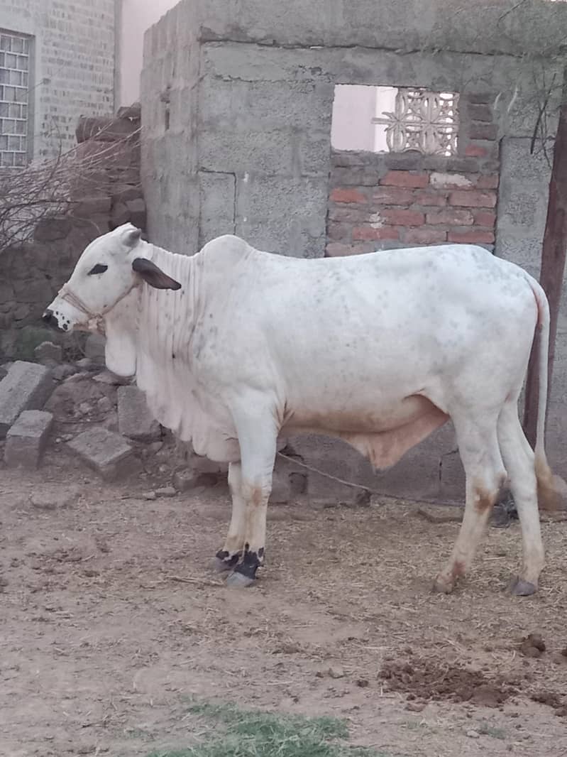 حواحش مند حضرات رابطہ کریں پانچھ سے چھ من گوشت 1