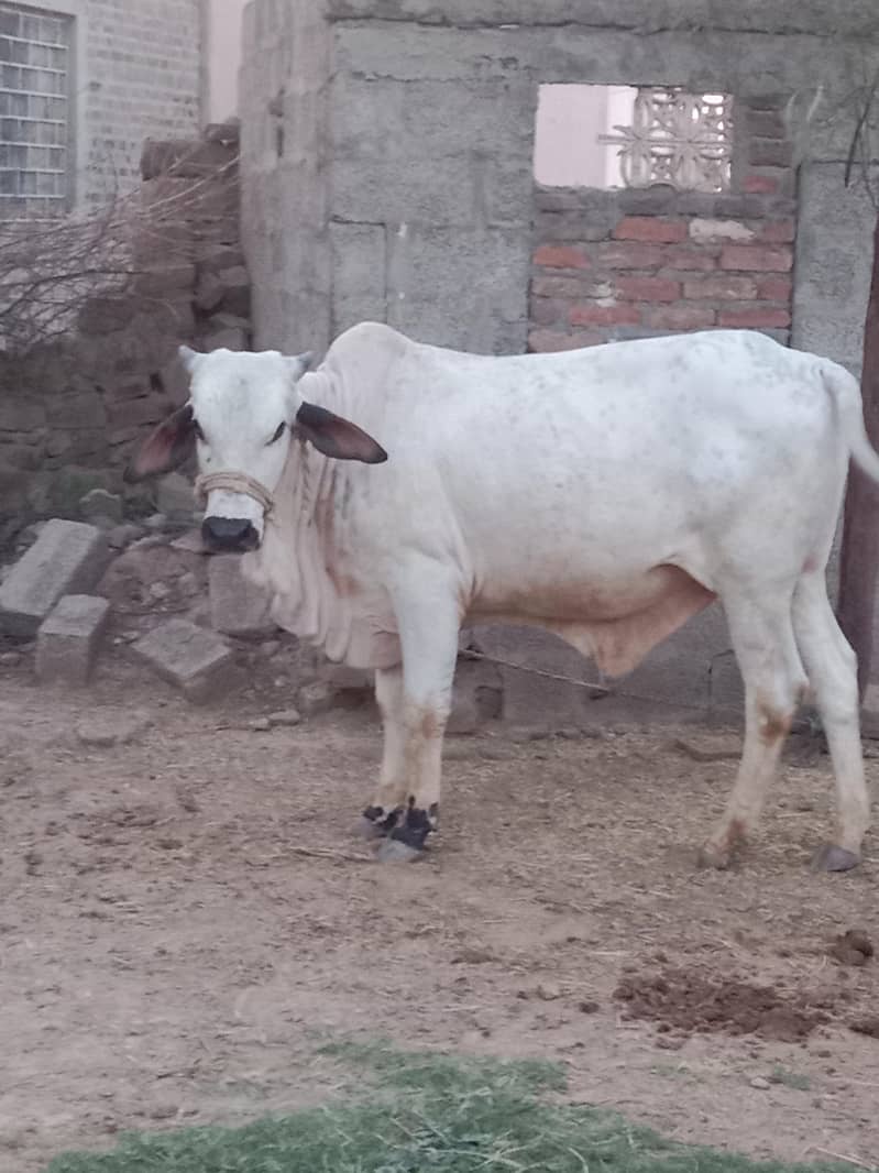 حواحش مند حضرات رابطہ کریں پانچھ سے چھ من گوشت 2