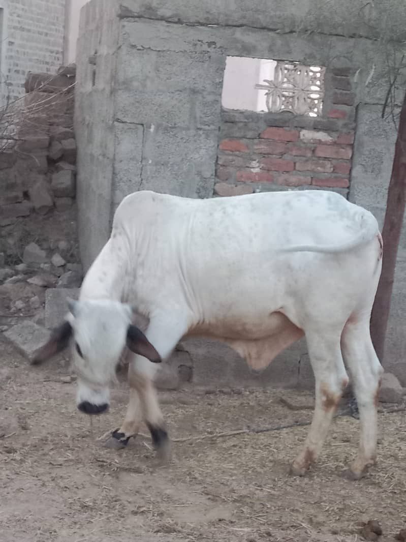 حواحش مند حضرات رابطہ کریں پانچھ سے چھ من گوشت 3