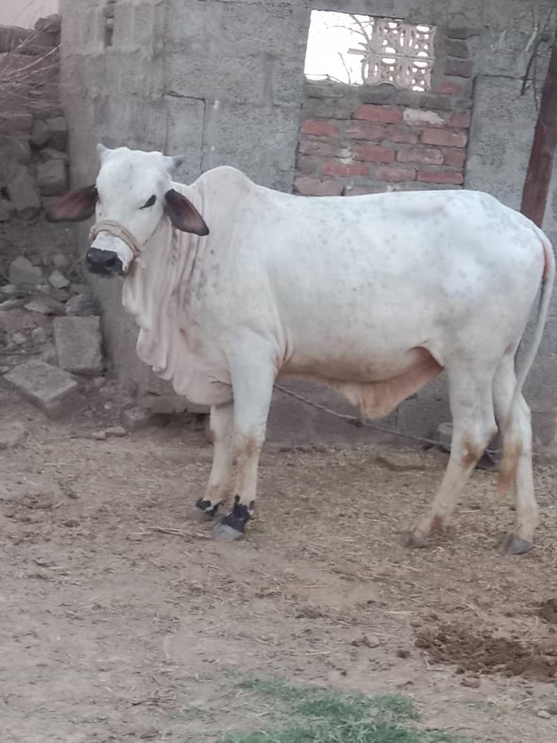 حواحش مند حضرات رابطہ کریں پانچھ سے چھ من گوشت 4