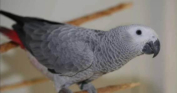Cango African grey parrot self chicks