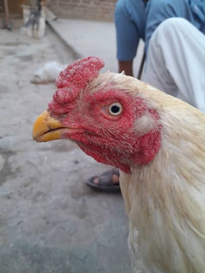 Aseel Heera jumbo size Breeder