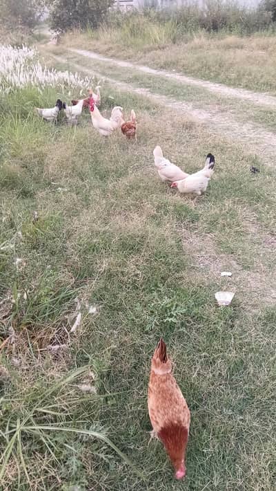 Desi Mix Breeds