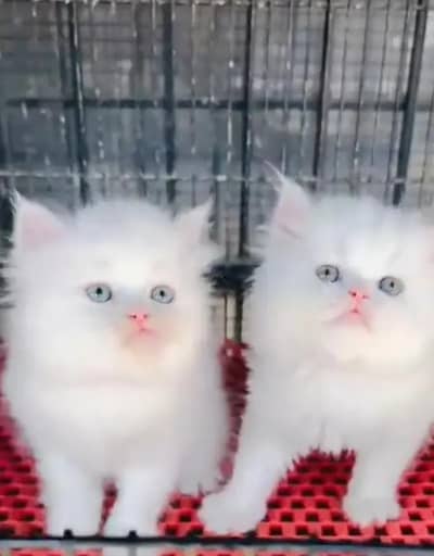 Persian female kitten for sale all Pakistan delivery available